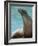 National Zoological Park: California Sea Lion-null-Framed Photographic Print