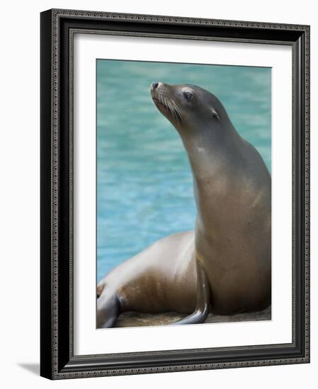 National Zoological Park: California Sea Lion-null-Framed Photographic Print