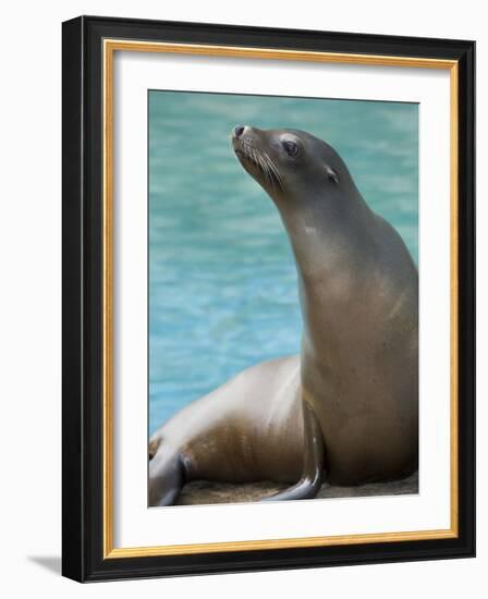 National Zoological Park: California Sea Lion-null-Framed Photographic Print