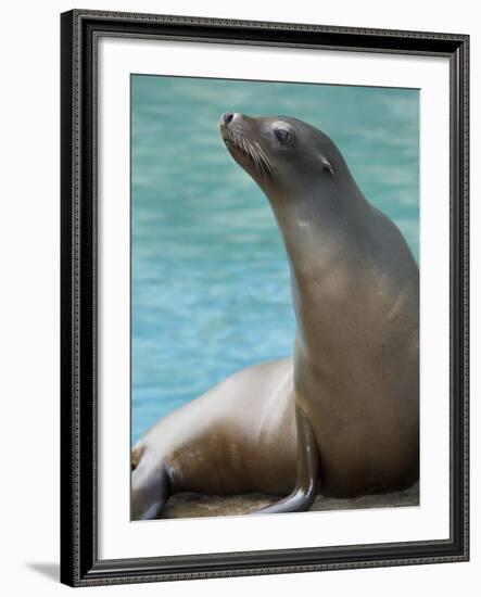 National Zoological Park: California Sea Lion-null-Framed Photographic Print