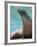 National Zoological Park: California Sea Lion-null-Framed Photographic Print