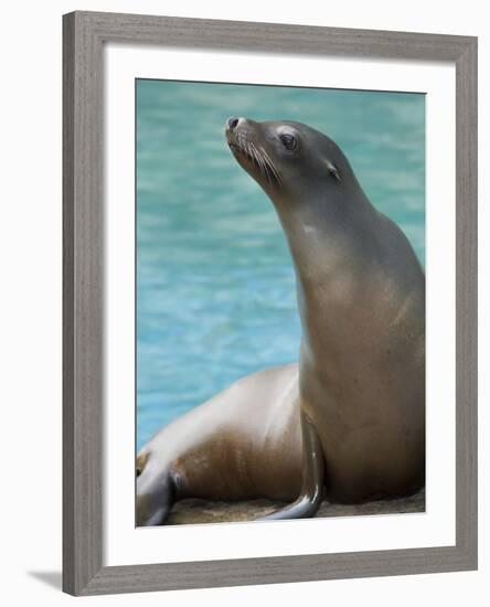 National Zoological Park: California Sea Lion--Framed Photographic Print