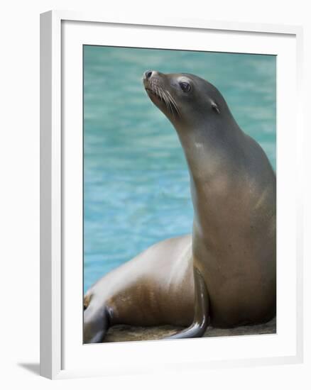 National Zoological Park: California Sea Lion-null-Framed Photographic Print