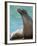 National Zoological Park: California Sea Lion-null-Framed Photographic Print