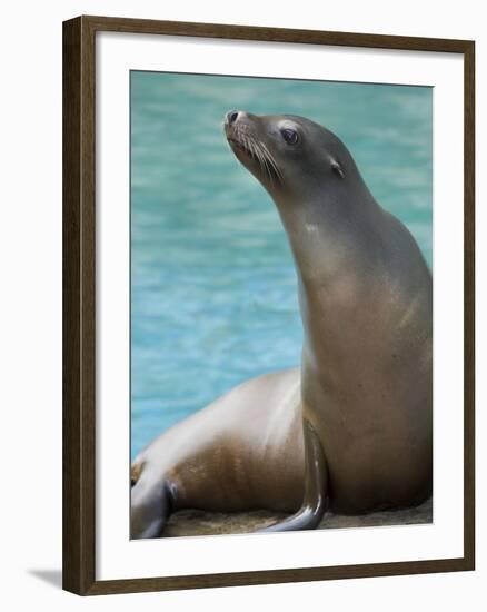 National Zoological Park: California Sea Lion-null-Framed Photographic Print