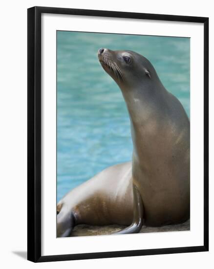 National Zoological Park: California Sea Lion-null-Framed Photographic Print