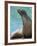 National Zoological Park: California Sea Lion-null-Framed Photographic Print