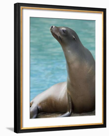 National Zoological Park: California Sea Lion-null-Framed Photographic Print