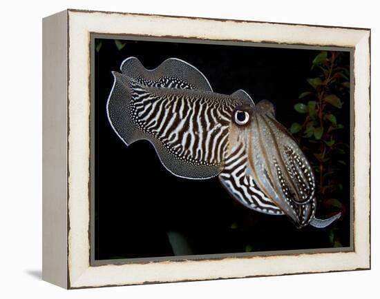 National Zoological Park: Common Cuttlefish-null-Framed Premier Image Canvas