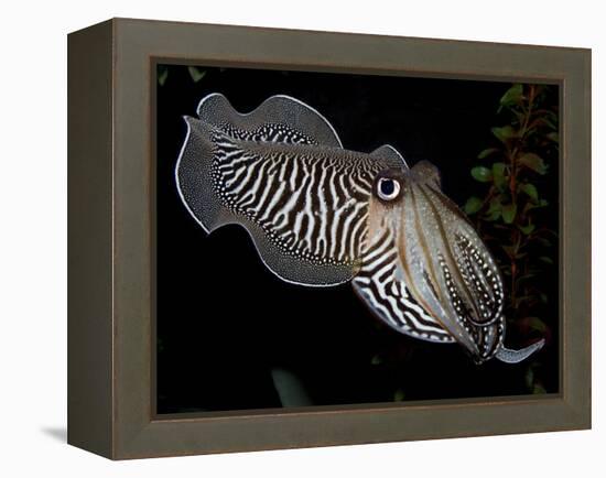 National Zoological Park: Common Cuttlefish-null-Framed Premier Image Canvas