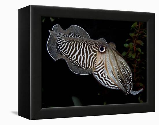 National Zoological Park: Common Cuttlefish-null-Framed Premier Image Canvas