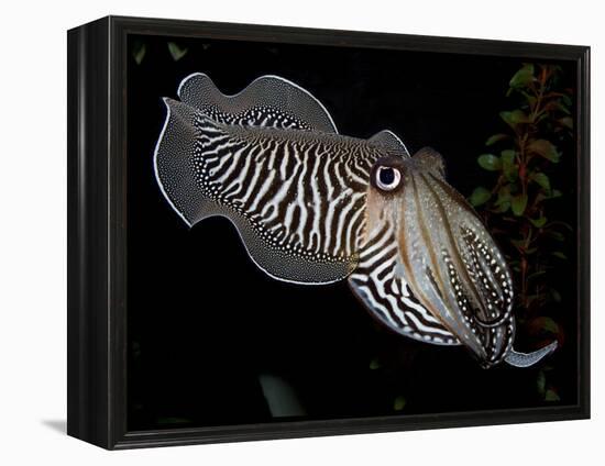 National Zoological Park: Common Cuttlefish-null-Framed Premier Image Canvas