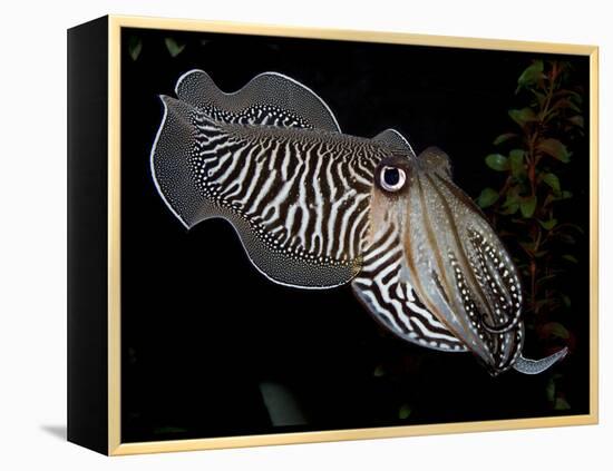 National Zoological Park: Common Cuttlefish-null-Framed Premier Image Canvas