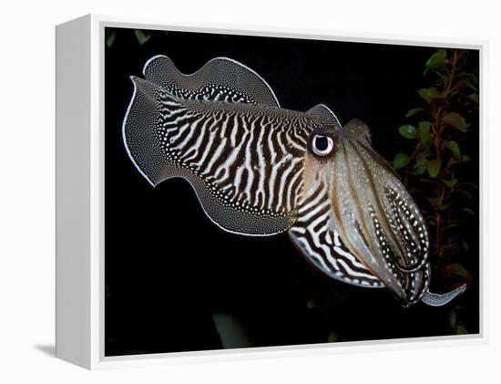 National Zoological Park: Common Cuttlefish-null-Framed Premier Image Canvas