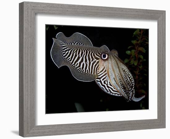 National Zoological Park: Common Cuttlefish-null-Framed Photographic Print