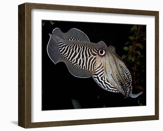 National Zoological Park: Common Cuttlefish-null-Framed Photographic Print