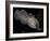 National Zoological Park: Common Cuttlefish-null-Framed Photographic Print