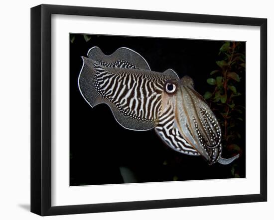 National Zoological Park: Common Cuttlefish-null-Framed Photographic Print