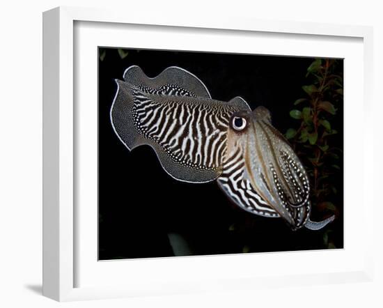 National Zoological Park: Common Cuttlefish-null-Framed Photographic Print