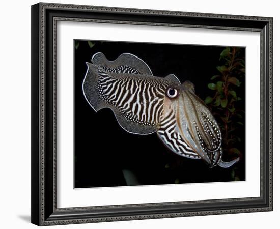 National Zoological Park: Common Cuttlefish-null-Framed Photographic Print