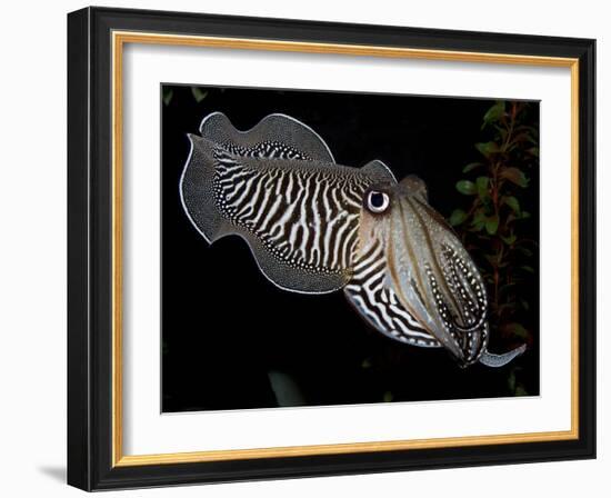 National Zoological Park: Common Cuttlefish-null-Framed Photographic Print