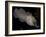 National Zoological Park: Common Cuttlefish-null-Framed Photographic Print