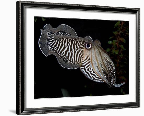 National Zoological Park: Common Cuttlefish-null-Framed Photographic Print