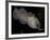 National Zoological Park: Common Cuttlefish-null-Framed Photographic Print