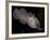 National Zoological Park: Common Cuttlefish-null-Framed Photographic Print