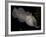 National Zoological Park: Common Cuttlefish-null-Framed Photographic Print