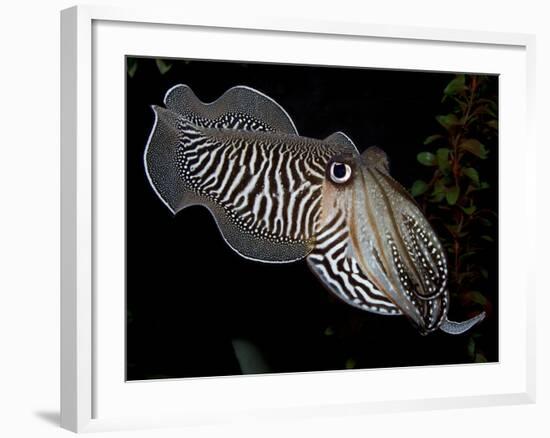 National Zoological Park: Common Cuttlefish-null-Framed Photographic Print