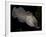 National Zoological Park: Common Cuttlefish-null-Framed Photographic Print