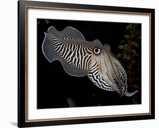 National Zoological Park: Common Cuttlefish-null-Framed Photographic Print