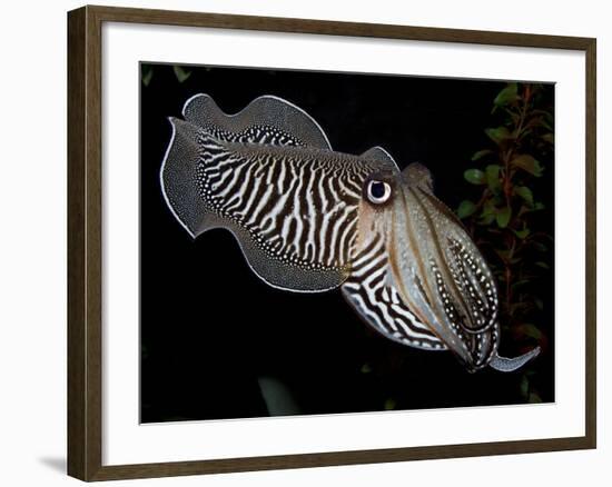 National Zoological Park: Common Cuttlefish-null-Framed Photographic Print