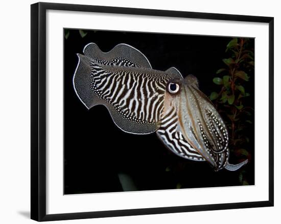 National Zoological Park: Common Cuttlefish-null-Framed Photographic Print