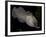 National Zoological Park: Common Cuttlefish-null-Framed Photographic Print