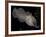 National Zoological Park: Common Cuttlefish-null-Framed Photographic Print