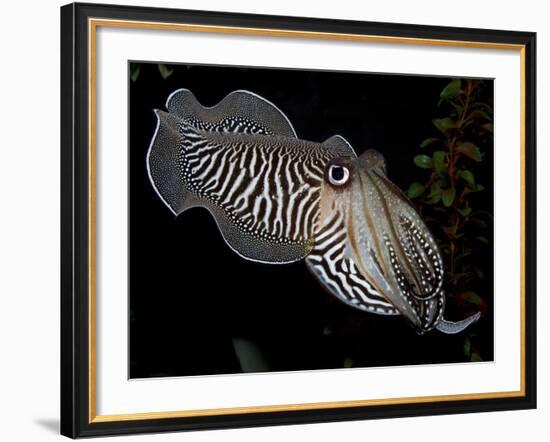 National Zoological Park: Common Cuttlefish-null-Framed Photographic Print