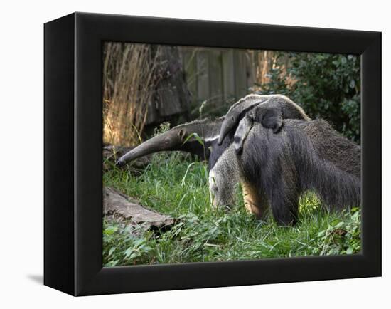 National Zoological Park: Giant Anteater-null-Framed Premier Image Canvas