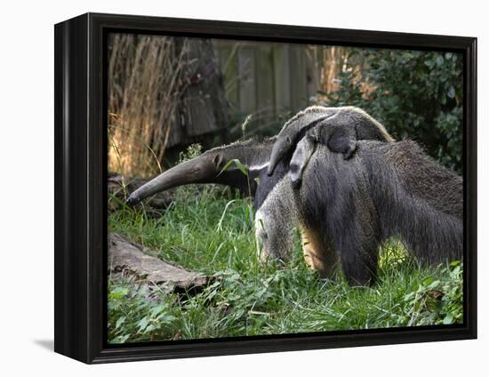 National Zoological Park: Giant Anteater-null-Framed Premier Image Canvas