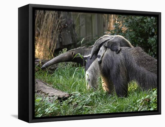 National Zoological Park: Giant Anteater-null-Framed Premier Image Canvas