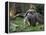 National Zoological Park: Giant Anteater-null-Framed Premier Image Canvas