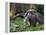 National Zoological Park: Giant Anteater-null-Framed Premier Image Canvas