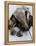 National Zoological Park: Giant Anteater-null-Framed Premier Image Canvas