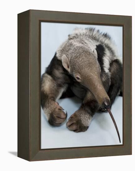 National Zoological Park: Giant Anteater-null-Framed Premier Image Canvas