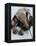 National Zoological Park: Giant Anteater-null-Framed Premier Image Canvas