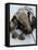 National Zoological Park: Giant Anteater-null-Framed Premier Image Canvas