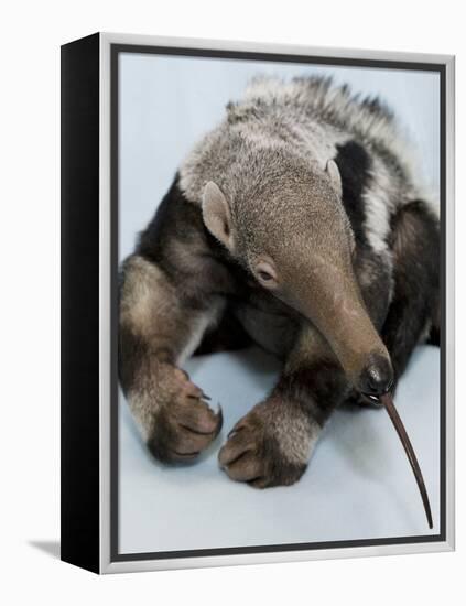 National Zoological Park: Giant Anteater-null-Framed Premier Image Canvas