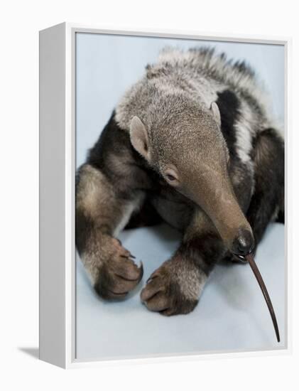 National Zoological Park: Giant Anteater-null-Framed Premier Image Canvas