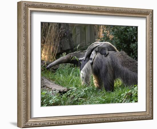 National Zoological Park: Giant Anteater-null-Framed Photographic Print